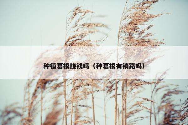 种植葛根赚钱吗（种葛根有销路吗）